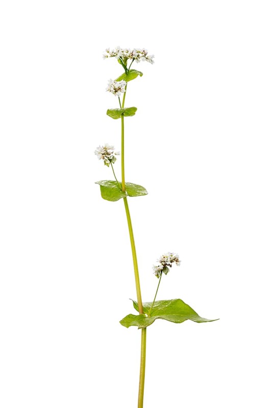 Buckwheat (Fagopyrum), cereal, optional, Dinklage, Lower Saxony, Germany