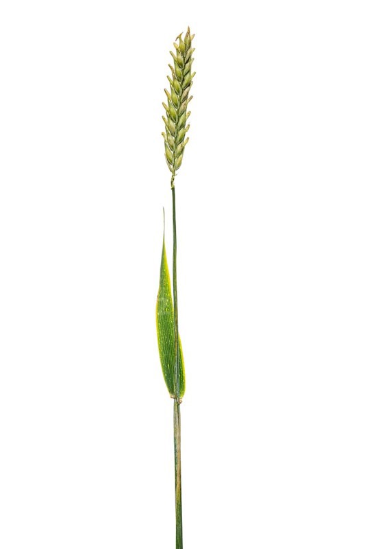 Sommerspelz-Barley, cereals, exempted, Dinklage, Lower Saxony, Germany