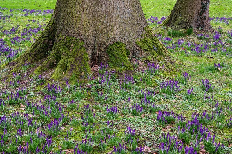 Crocuses (Crocus) and beech tree in Oldenburg Castle Park, Oldenburg, Lower Saxony, Germany