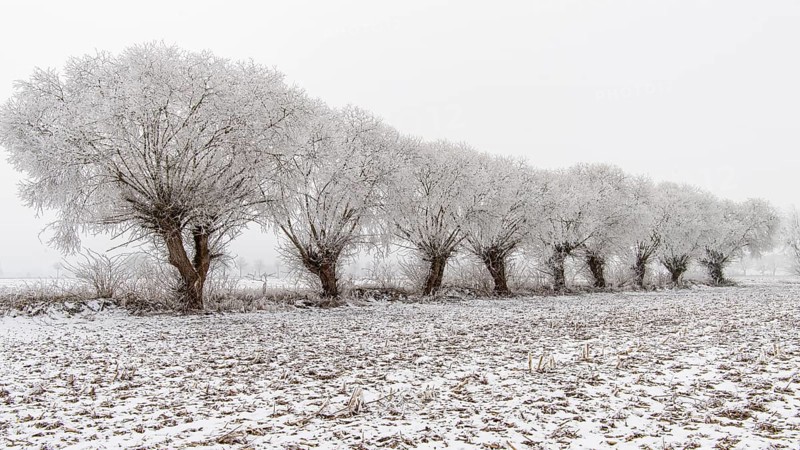 Winter willows in snow, Vechta, Lower Saxony, Germany