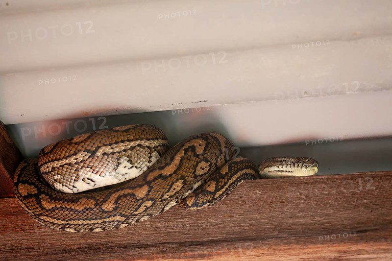 Snake relaxing under a corrugated roof in a local carpark. Resting carpet python, Byron Bay, New South Wales, Australia