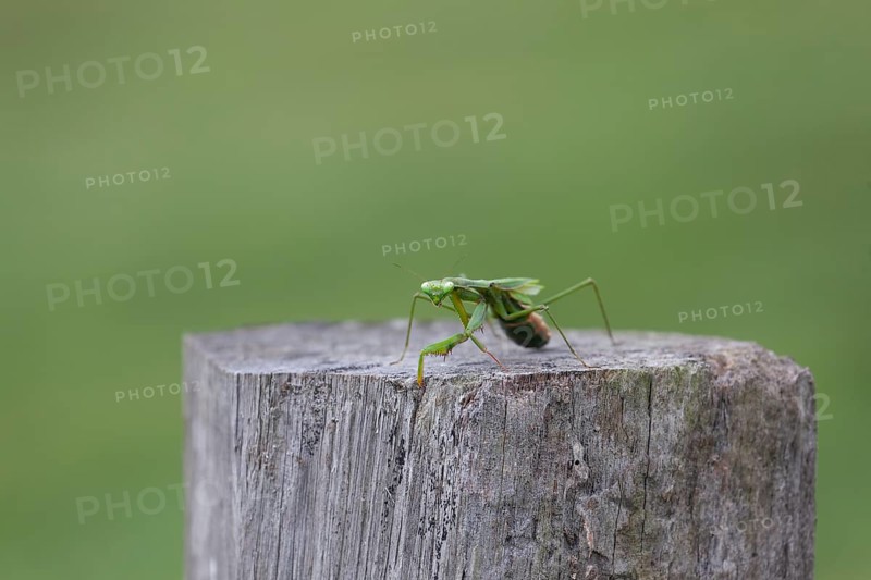 Large giant mantis resting on a wooden fence post in the outdoor light. Macro view, Byron Bay, New South Wales, Australia