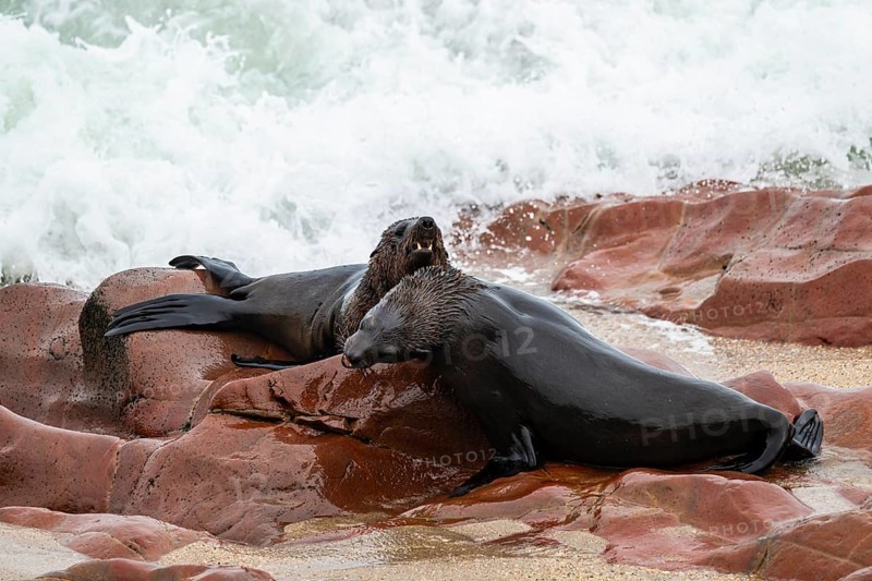 Male fur seals fighting for territory, Cape fur seal (Arctocephalus pusillus), Cape Cross, Atlantic coast, Namibia