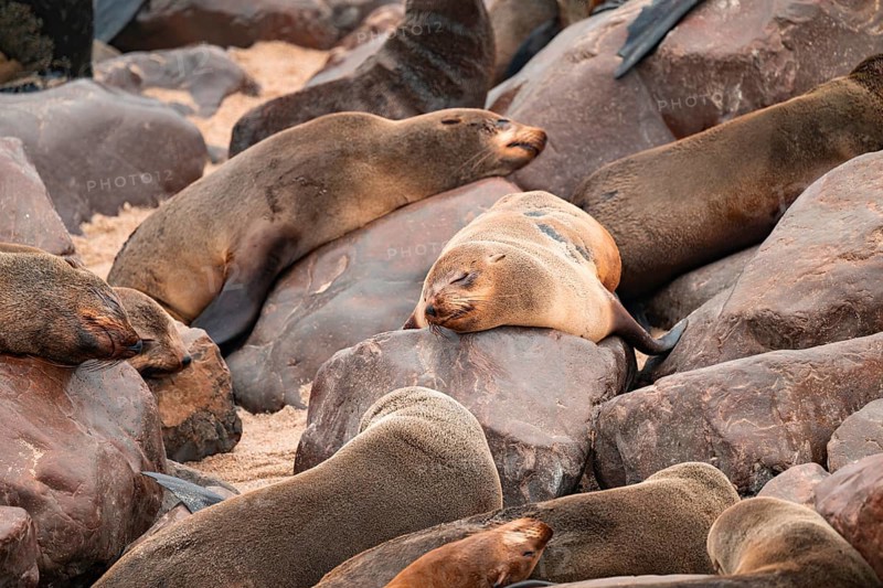 Seal colony, fur seal sleeping, Cape fur seal (Arctocephalus pusillus), Cape Cross, Atlantic coast, Namibia