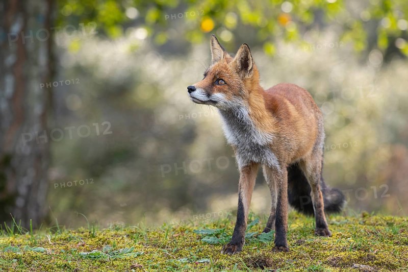 Attentive fox (Vulpes vulpes) on a tree, Zandvoort, Netherlands