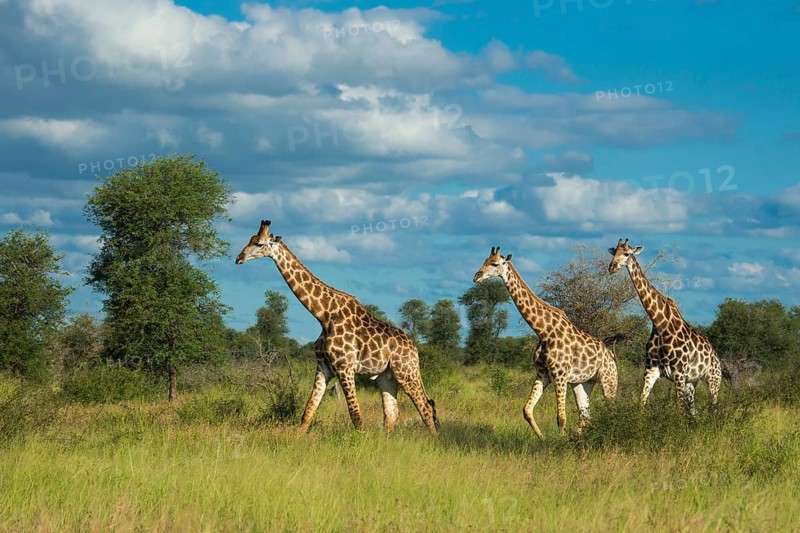 Giraffe (Giraffa) in the savannah, Kruger National Park, South Africa