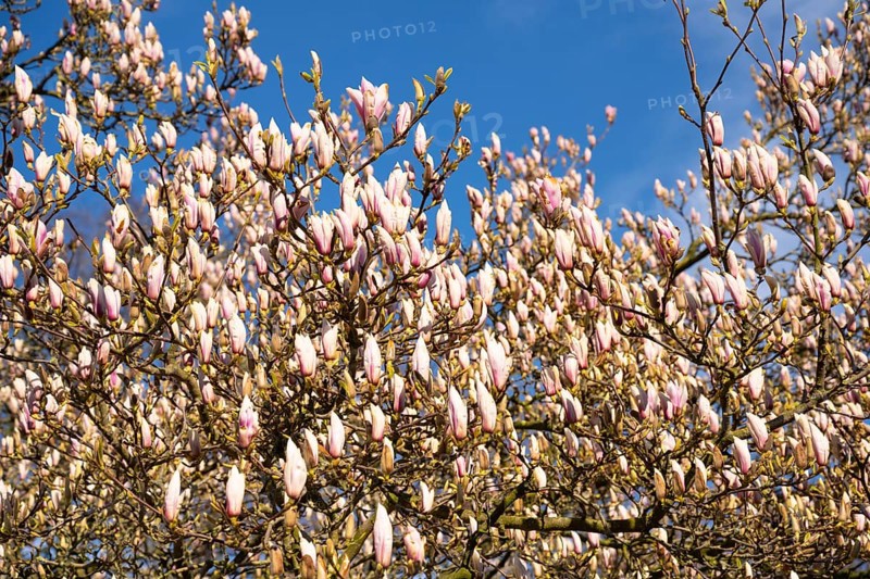 Flowering magnolia (Magnolia) in spring, Cloppenburg, Lower Saxony, Germany