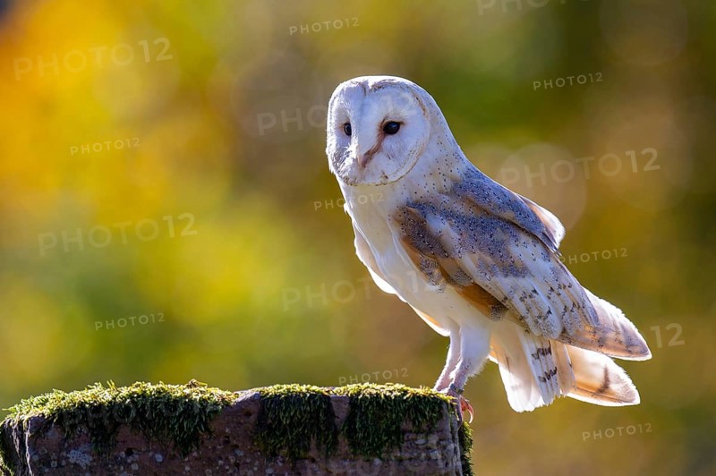 Barn owl (Tyto alba) in the evening light, Oldenburger Münsterland, Vechta, Lower Saxony, Germany