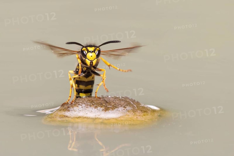 Wasps (Vespinae) in flight, Vechta, Lower Saxony, Germany