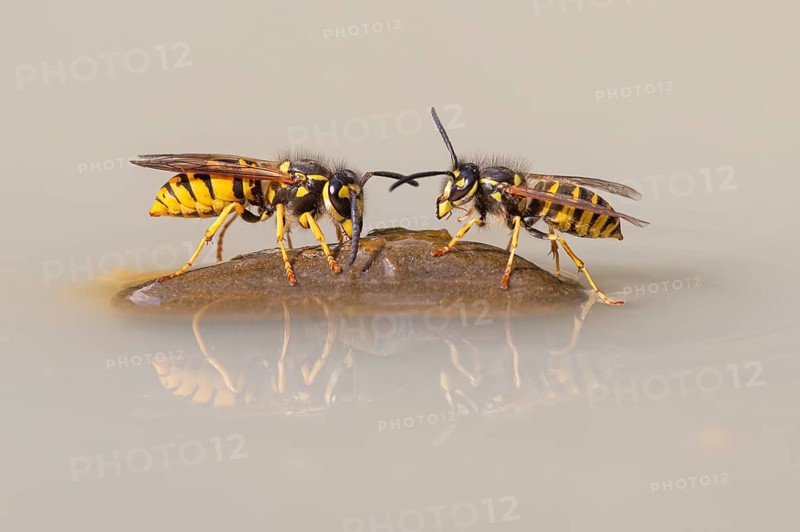 Wasps (Vespinae), Vechta, Lower Saxony, Germany