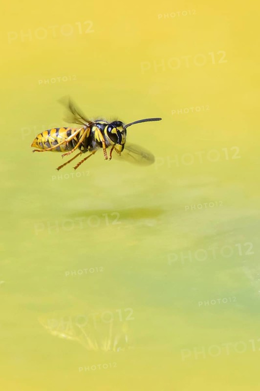 Wasps (Vespinae) in flight, Vechta, Lower Saxony, Germany