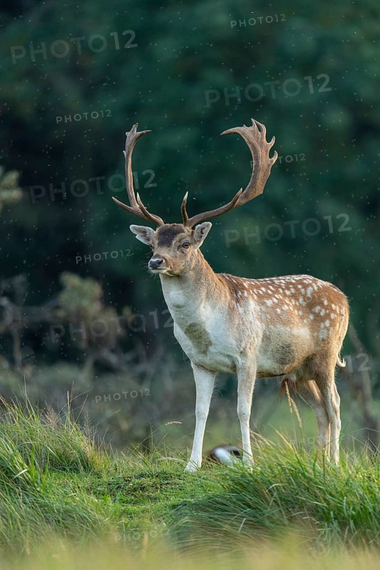 Fallow deer (dama dama), male, deer, Zandvoort, North Holland, Netherlands