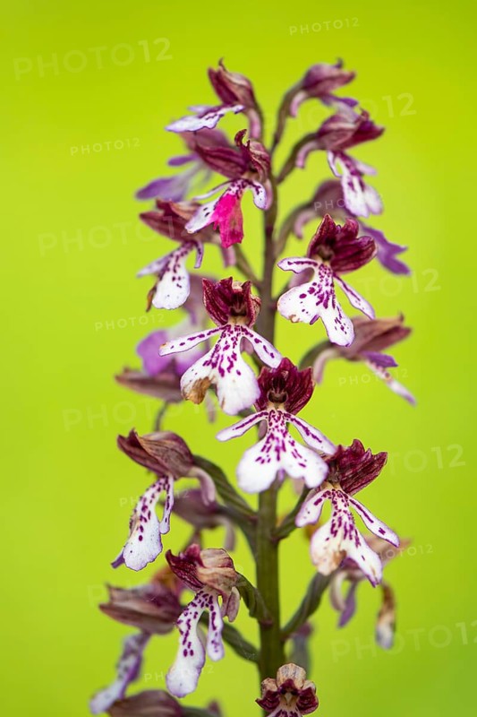 Purple Orchid (Orchis purpurea), Leutra, Jena, Thuringia, Germany