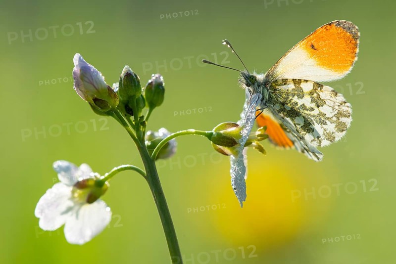 Aurora butterfly (Anthocharis cardamines) on meadow foamwort at sunset in spring, butterfly, Telbrake, Vechta, Lower Saxony, Germany