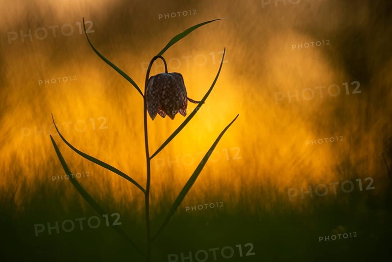 Snake's Head Fritillary (Fritillaria meleagris) at sunrise in a wet meadow in spring, Berne, Lower Saxony, Germany