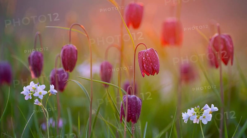 Snake's Head Fritillary (Fritillaria meleagris) in a wet meadow in spring, Berne, Lower Saxony, Germany