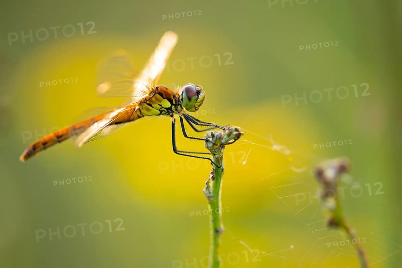 Marsh dragonfly (Sympetrum depressiusculum), Ahlhorn, Lower Saxony, Germany