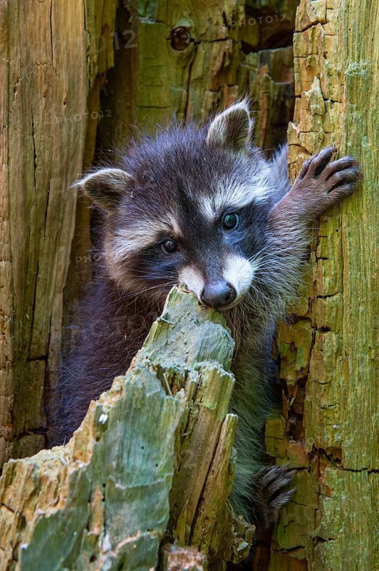 Young raccoon (Procyon lotor) on a discovery tour, Steinhagen, North Rhine-Westphalia, Germany