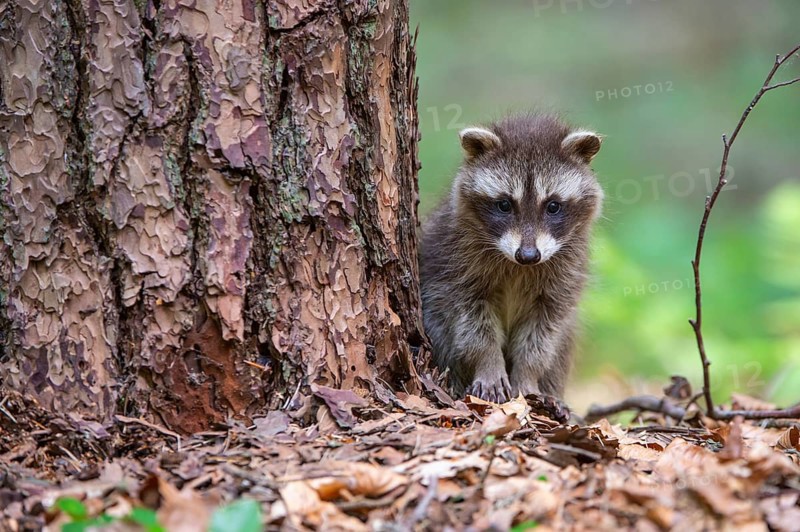 Young raccoon (Procyon lotor) on a discovery tour, Steinhagen, North Rhine-Westphalia, Germany