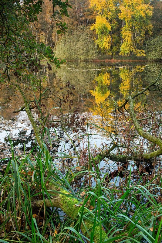 Autumn in the Ahlhorn Fish Ponds Nature Reserve of the Lower Saxony State Forests, Ahlhorn, Lower Saxony, Germany