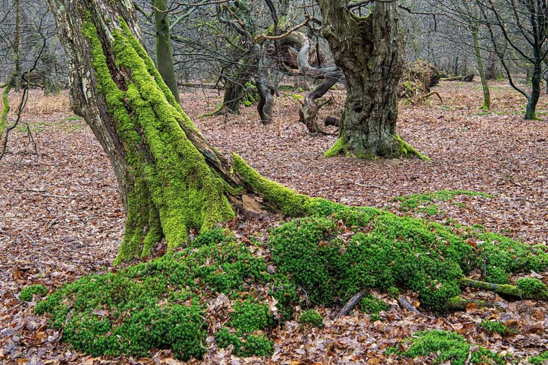 Old trees with dead wood in the Hudewald Urwald tree trail in the Ahlhorner Fischteiche nature reserve, Oldenburger Münsterland, Emstek, Lower Saxony, Germany
