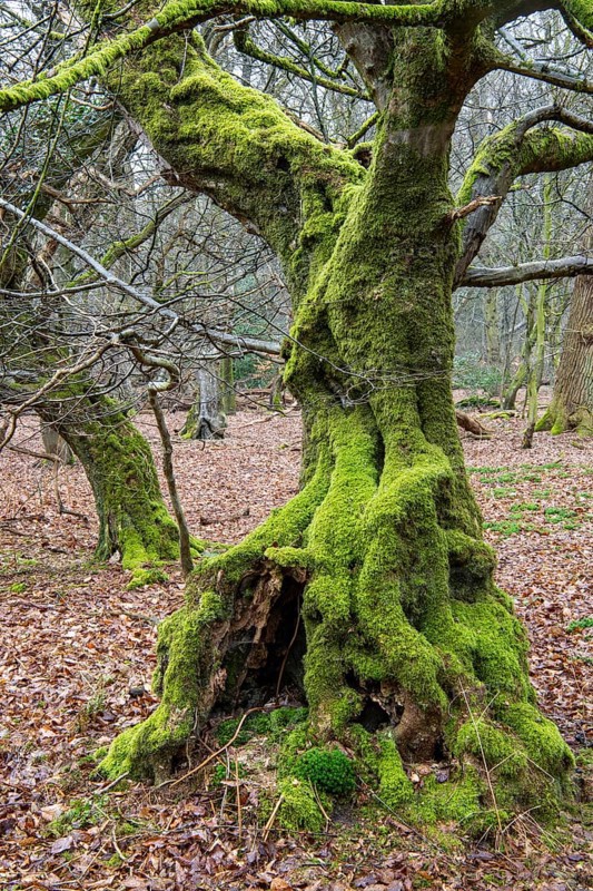 Old trees with dead wood in the Hudewald Urwald tree trail in the Ahlhorner Fischteiche nature reserve, Oldenburger Münsterland, Emstek, Lower Saxony, Germany
