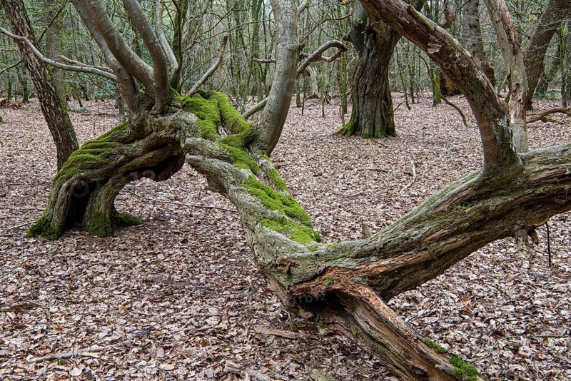 Tree in Hudewald and nature reserve Urwald tree trail in spring, dead wood, Emstek, Lower Saxony, Germany