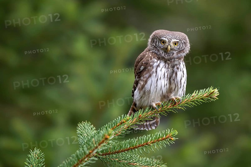 Pygmy Owl (Glaucicium passerinum), sitting on a spruce tree, Pillberg, Pill, Tyrol, Austria