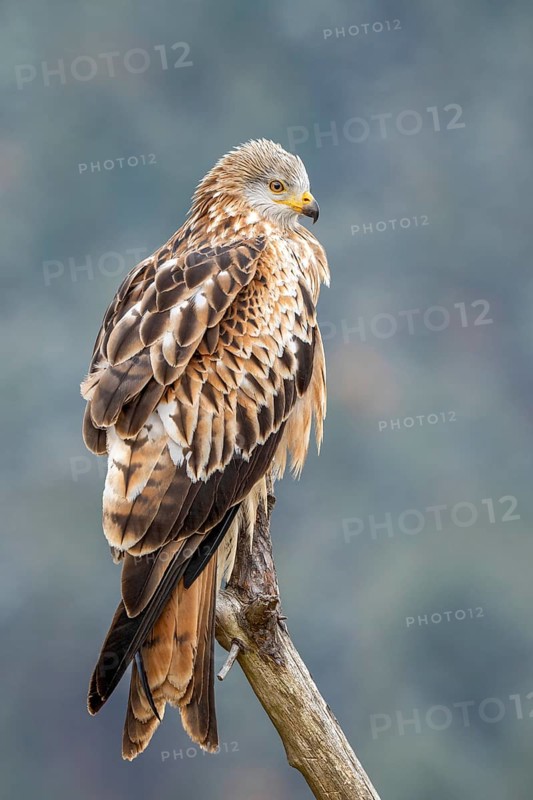 Red kite (Milvus milvus), sitting on a branch, Münster, Tyrol, Austria