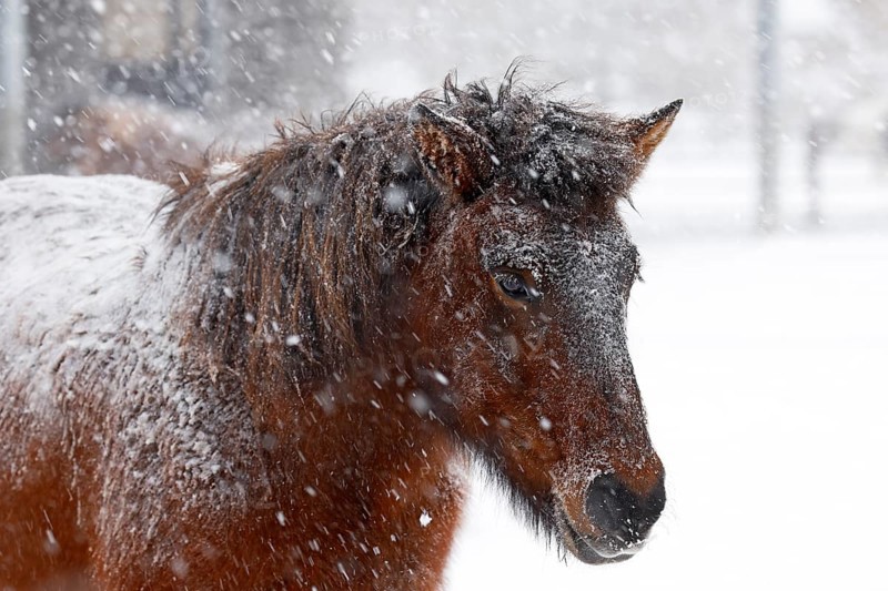 Icelandic horse (Equus islandicus) covered with snow and ice in winter in a snowstorm, Schleswig-Holstein, Germany