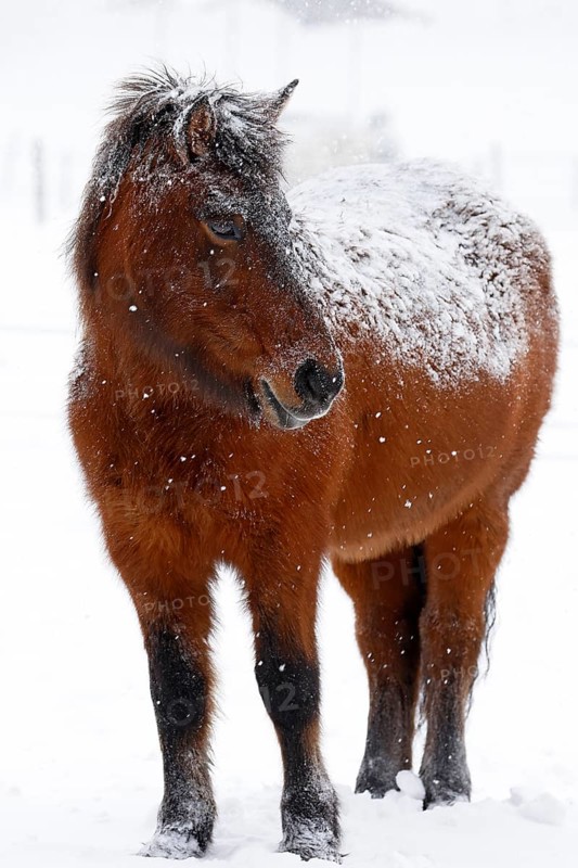 Icelandic horse (Equus islandicus) covered with snow and ice in winter in a snowstorm, Schleswig-Holstein, Germany