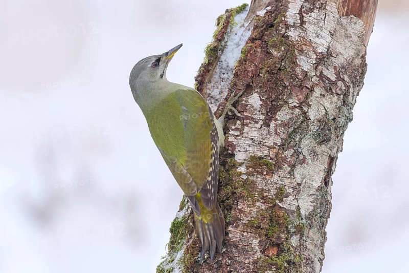Grey-headed woodpecker (Picus canus), or great spotted woodpecker, female on a birch overgrown with moss, wildlife, woodpeckers, bird, nature photography, winter, Neunkirchen, Siegerland, North Rhine-Westphalia, Germany