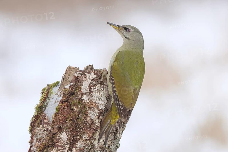 Grey-headed woodpecker (Picus canus), or great spotted woodpecker, female at a birch tree, wildlife, woodpeckers, bird, nature photography, winter, Neunkirchen, Siegerland, North Rhine-Westphalia, Germany