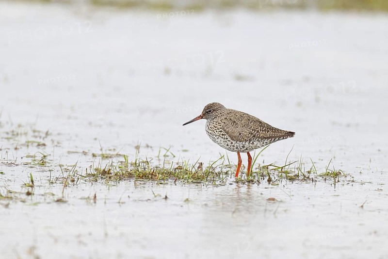 Redshank (Tringa totanus) standing on a flooded meadow in the morning mist, snipe bird, spring, wildlife, Hüde, Ochsenmoor, Dümmer See, Hüde, Lower Saxony, Germany