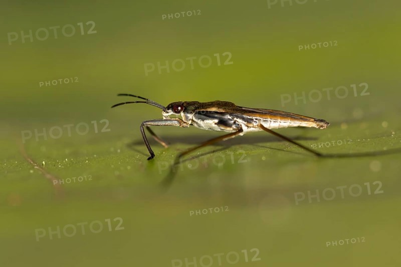 Common pond skater (Gerris lacustris) adult insect on a water lily pad or leaf on the water surface of a garden pond, England, United Kingdom
