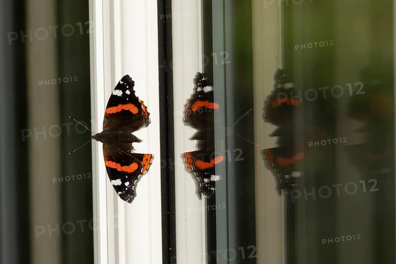 Red admiral butterfly (Vanessa atalanta) adult insect on a house conservatory window frame in summer, England, United Kingdom