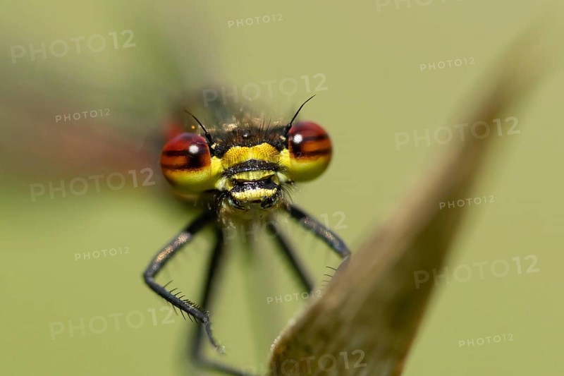 Large red damselfly (Pyrrhosoma nymphula) adult insect resting on a plant leaf in summer, England, United Kingdom