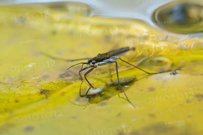 Common pond skater (Gerris lacustris) adult insect on a fallen autumn tree leaf on the water surface of a garden pond, England, United Kingdom