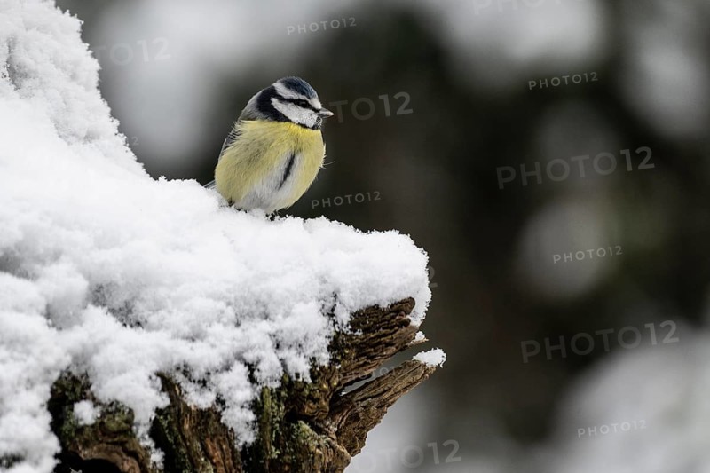 Blue tit (Parus caerulea), Emsland, Lower Saxony, Germany