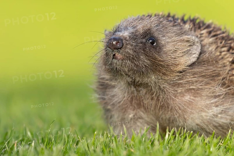 European hedgehog (Erinaceus europaeus) adult animal on a garden grass lawn, England, United Kingdom
