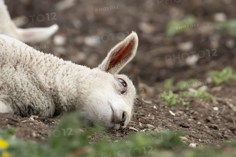 Domestic sheep (Ovis aries) juvenile baby lamb farm animal laying its head on the ground, England, United Kingdom
