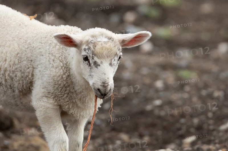 Domestic sheep (Ovis aries) juvenile baby lamb farm animal with a piece of rope in its mouth, England, United Kingdom