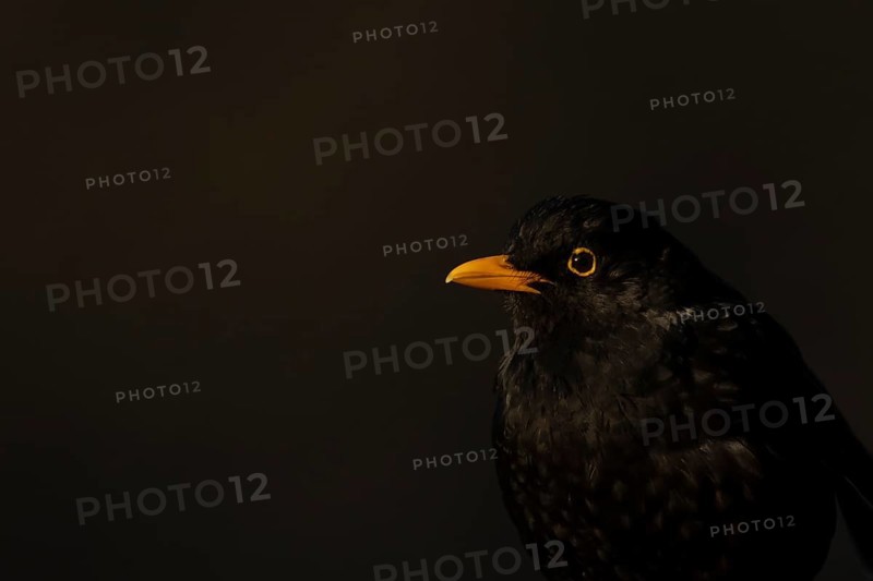 Eurasian blackbird (Turdus merula) adult male garden bird head portrait, England, United Kingdom