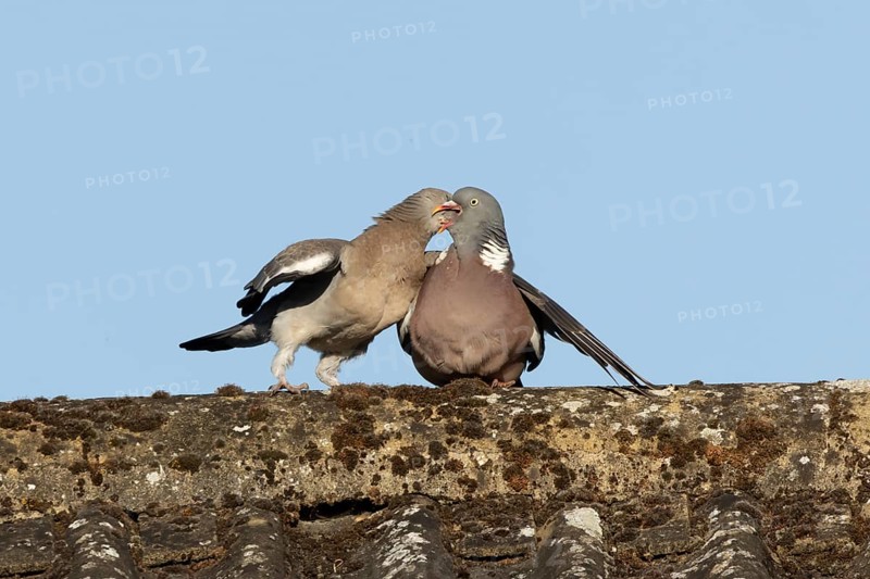 Wood pigeon (Columba palumbus) adult garden bird feeding a juvenile baby squab bird on a house roof in summer, England, United Kingdom