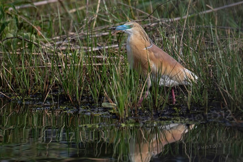 Squacco Heron (Ardeola ralloides) in the reeds of a lake in western Madagascar