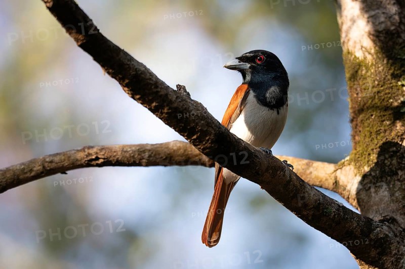 Red Vanga, Rufous Vanga (Schetba rufa) in the Ankarafantsika dry forest in western Madagascar