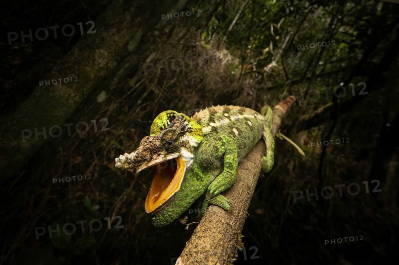 Male chameleon (Calumma malthe) in the mountain cloud forests of eastern Madagascar