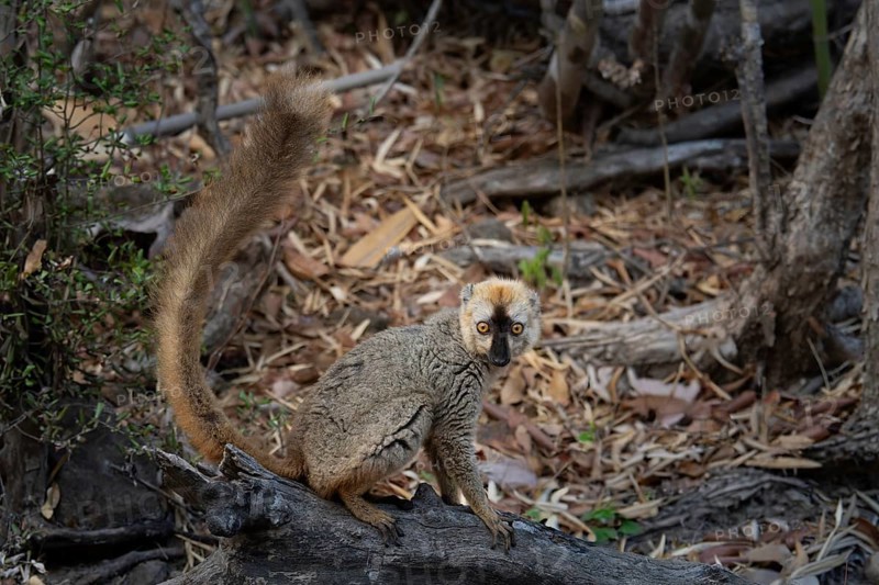 Male red-fronted lemur (Eulemur rufifrons) in the Kirindy dry forest, western Madagascar