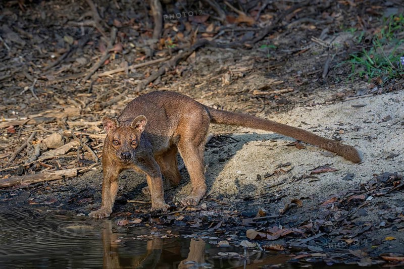 Fossa, Fossa creeping cat (Cryptoprocta ferrox) in the Kirindy dry forests of western Madagascar