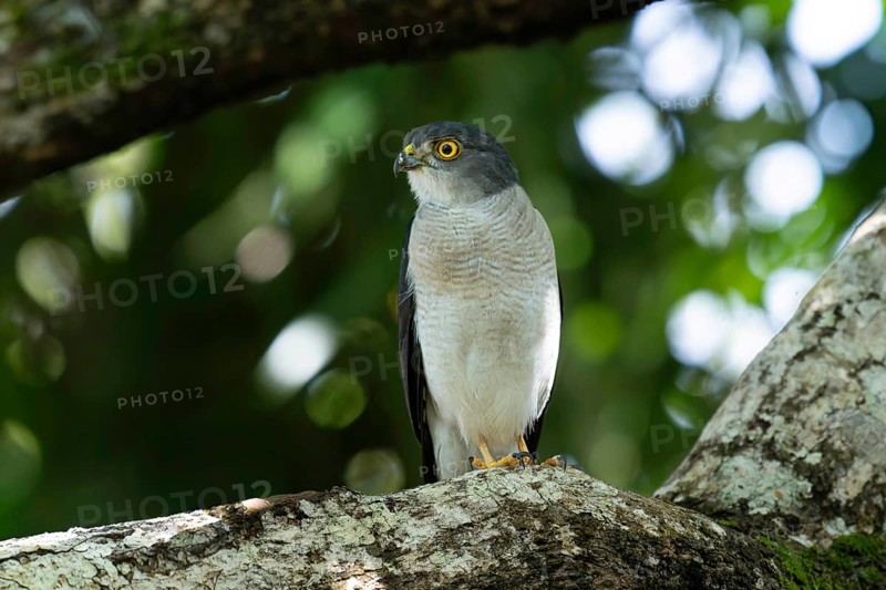 Lizard Goshawk, Frances Sparrow-Hawk (Accipiter francesiae) in the lowland rainforests of eastern Madagascar